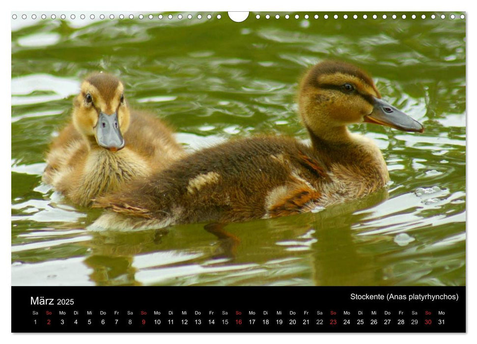 Die Kinderstube der Wasservögel (CALVENDO Wandkalender 2025)