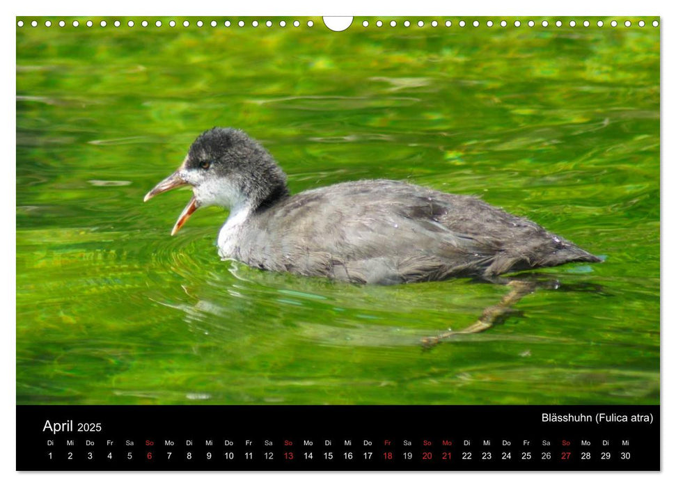 Die Kinderstube der Wasservögel (CALVENDO Wandkalender 2025)