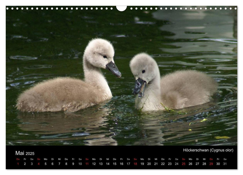 Die Kinderstube der Wasservögel (CALVENDO Wandkalender 2025)