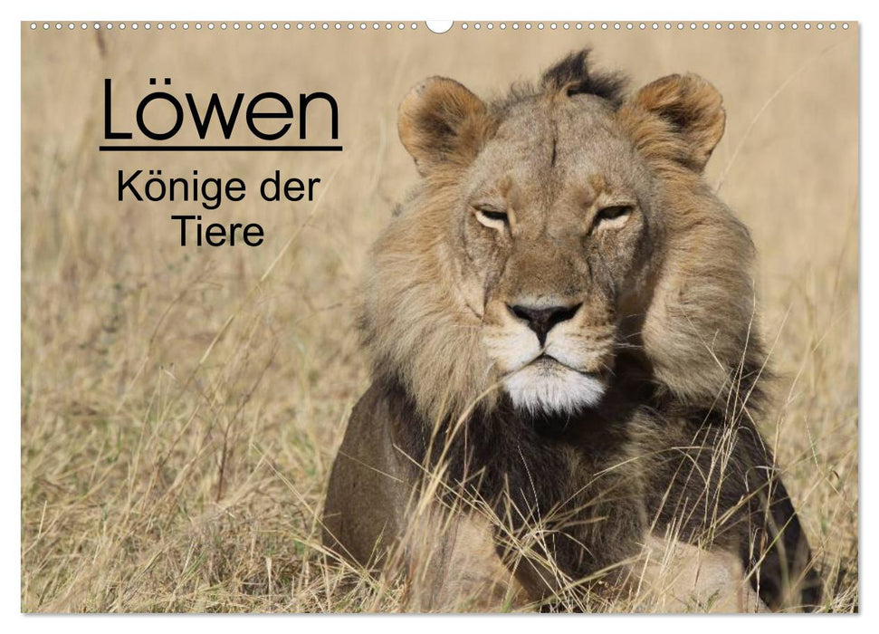 Löwen - Könige der Tiere (CALVENDO Wandkalender 2025)