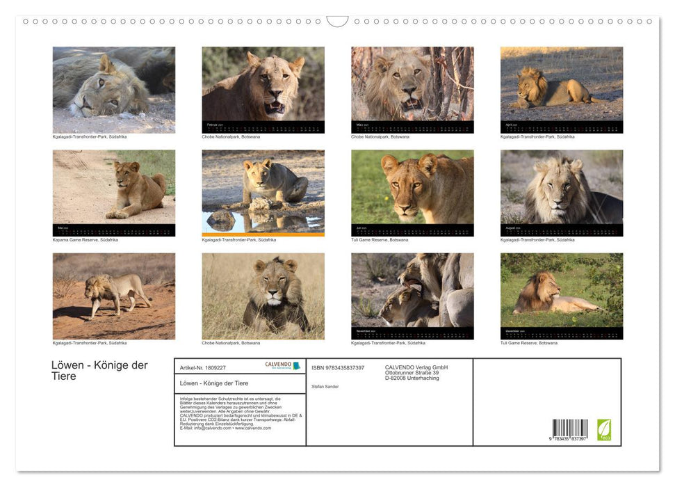 Löwen - Könige der Tiere (CALVENDO Wandkalender 2025)