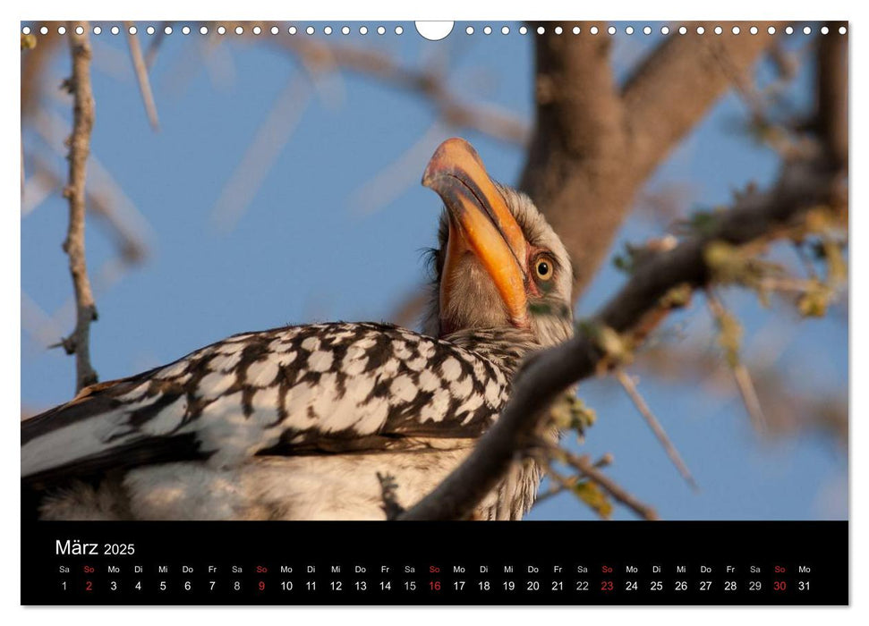 Wildlife Namibia (CALVENDO Wandkalender 2025)