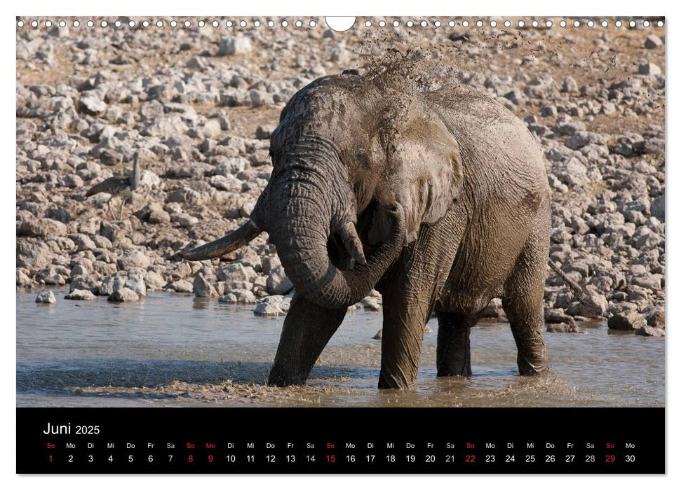 Wildlife Namibia (CALVENDO Wandkalender 2025)