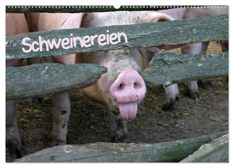 Schweinereien (CALVENDO Wandkalender 2025)