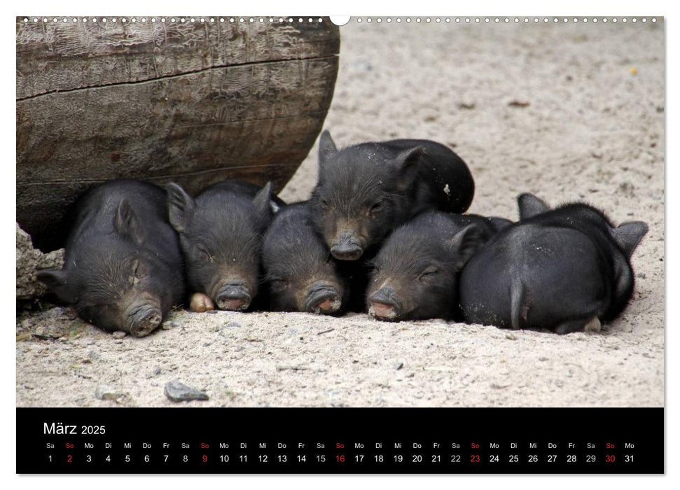 Schweinereien (CALVENDO Wandkalender 2025)