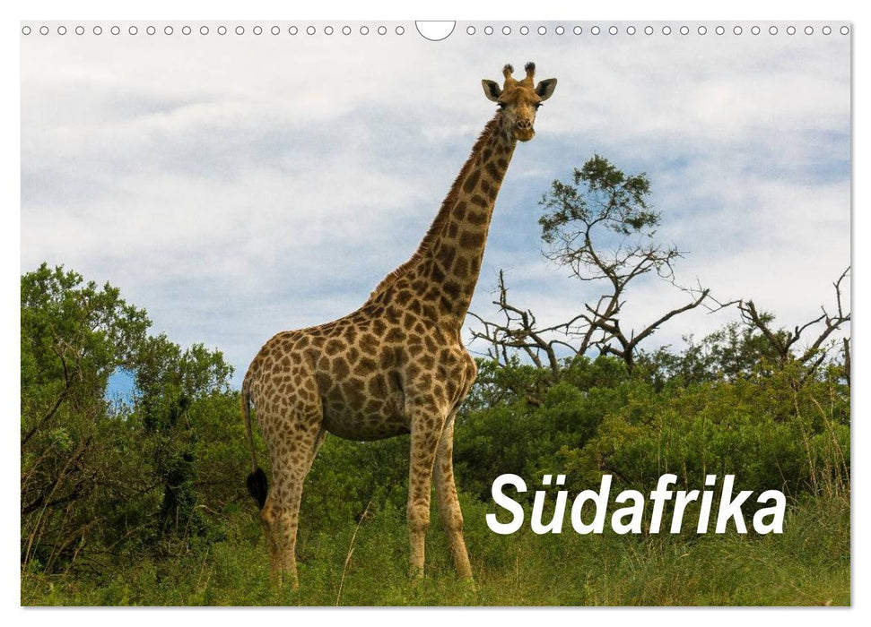 Südafrika (CALVENDO Wandkalender 2025)