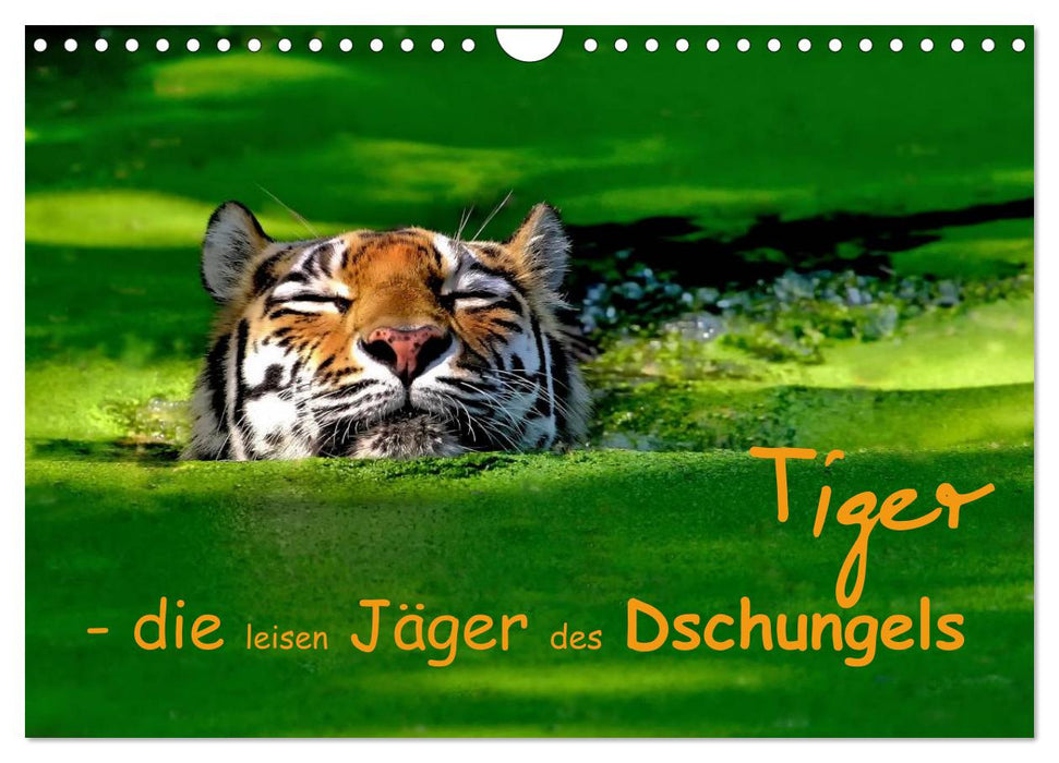 Tiger - die leisen Jäger des Dschungels (CALVENDO Wandkalender 2025)