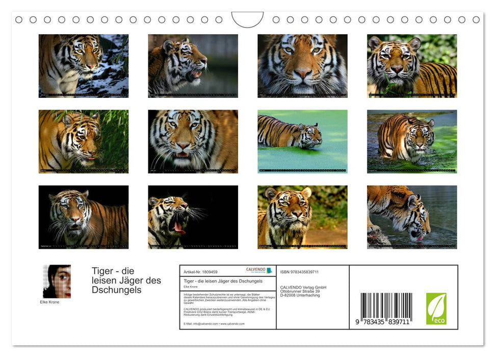 Tiger - die leisen Jäger des Dschungels (CALVENDO Wandkalender 2025)