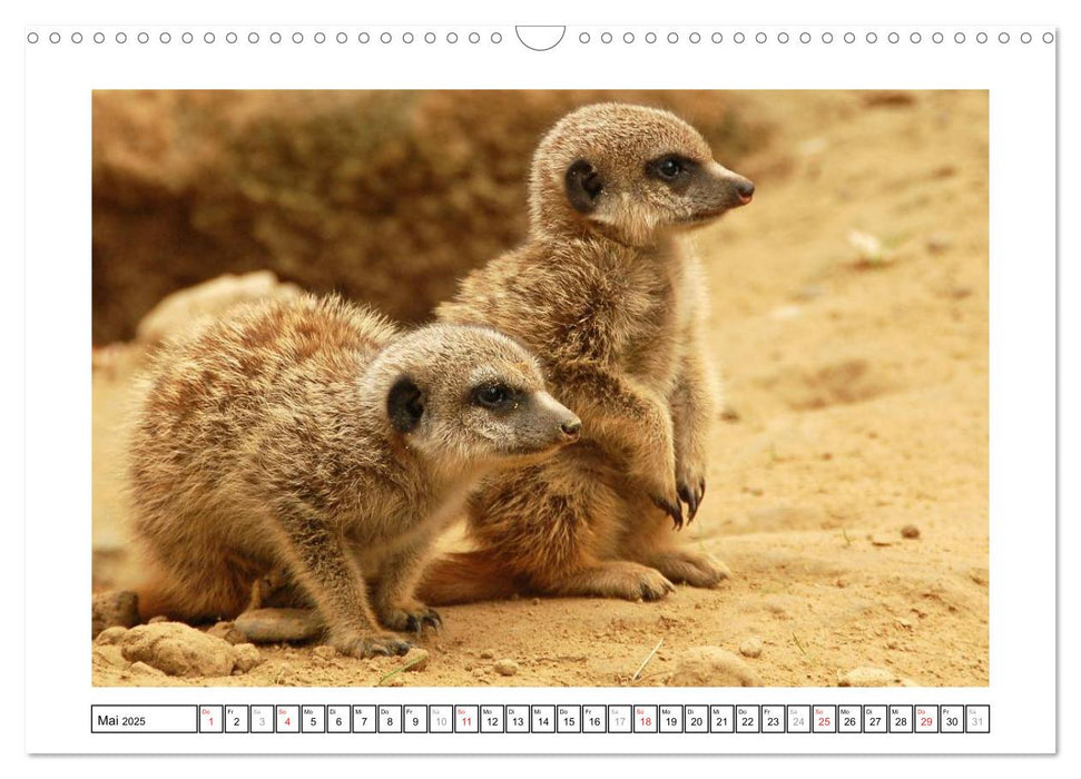 Kleine Schelme - Tierbabys (CALVENDO Wandkalender 2025)