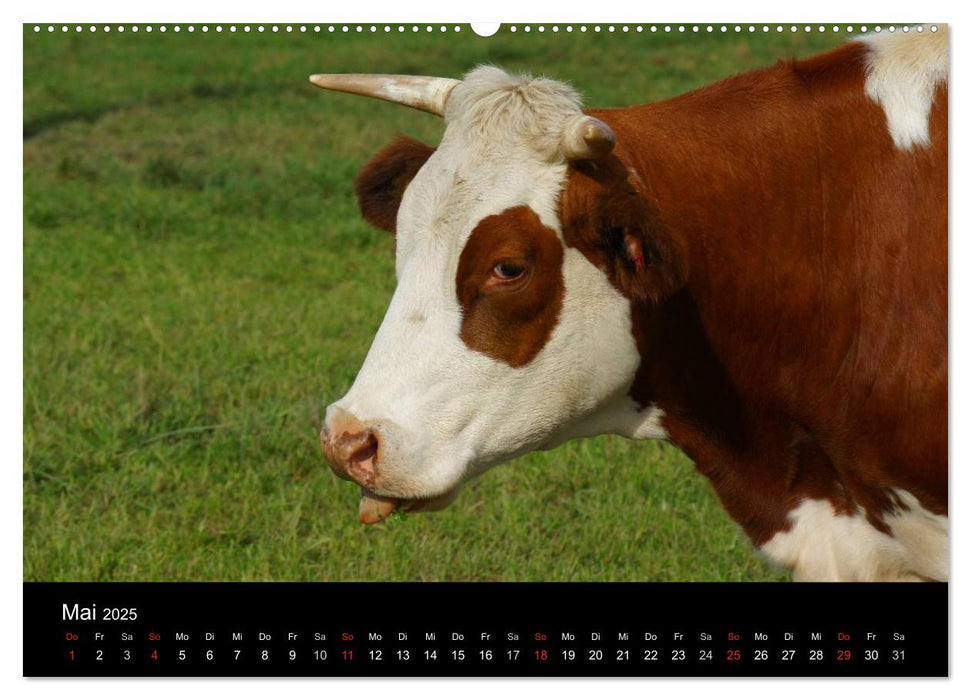 Die Welt der Kühe (CALVENDO Wandkalender 2025)