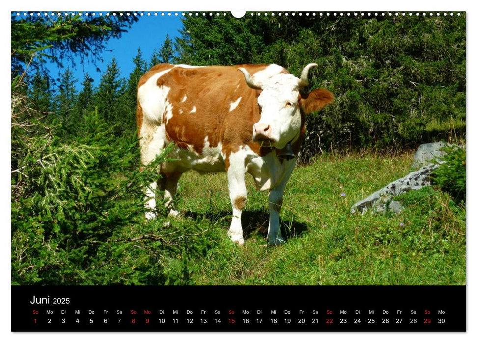Die Welt der Kühe (CALVENDO Wandkalender 2025)