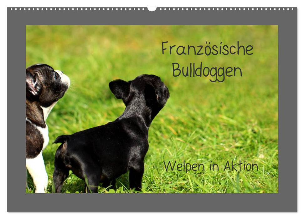 Französische Bulldoggen (CALVENDO Wandkalender 2025)