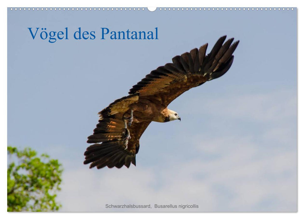 Vögel des Pantanal (CALVENDO Wandkalender 2025)