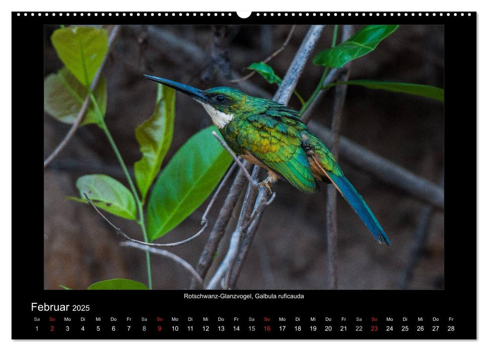 Vögel des Pantanal (CALVENDO Wandkalender 2025)