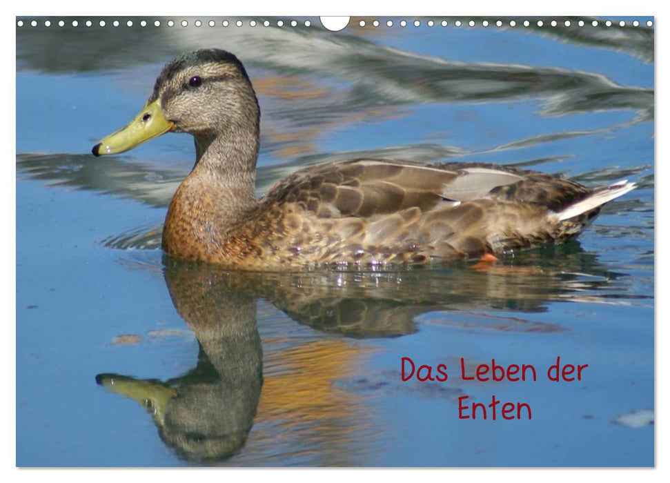 Das Leben der Enten (CALVENDO Wandkalender 2025)