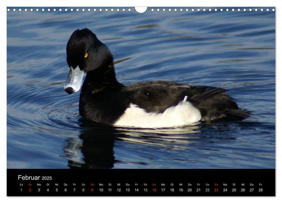 Das Leben der Enten (CALVENDO Wandkalender 2025)