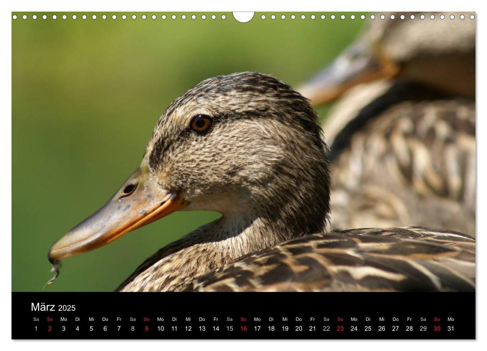 Das Leben der Enten (CALVENDO Wandkalender 2025)