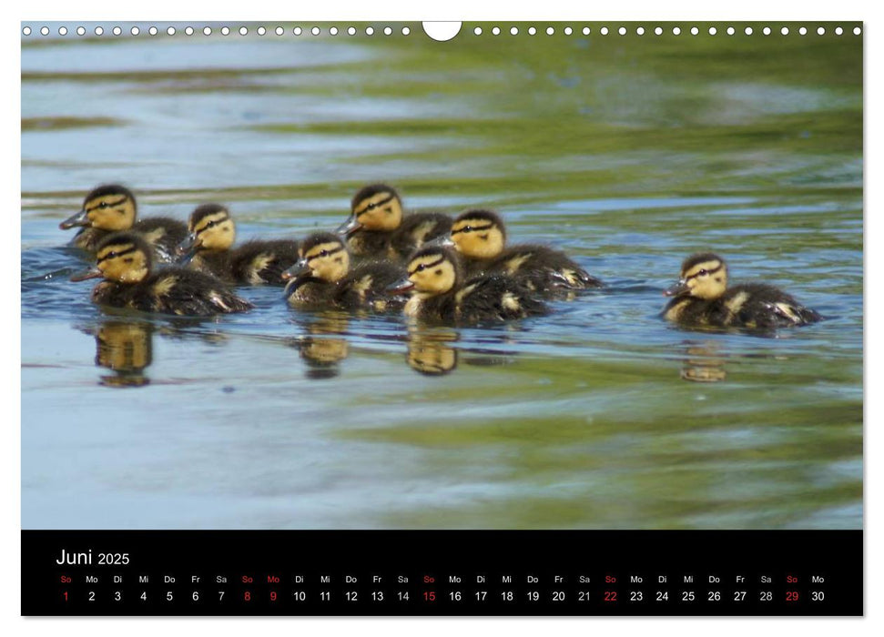 Das Leben der Enten (CALVENDO Wandkalender 2025)