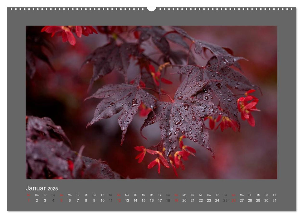 RED! (CALVENDO Wandkalender 2025)