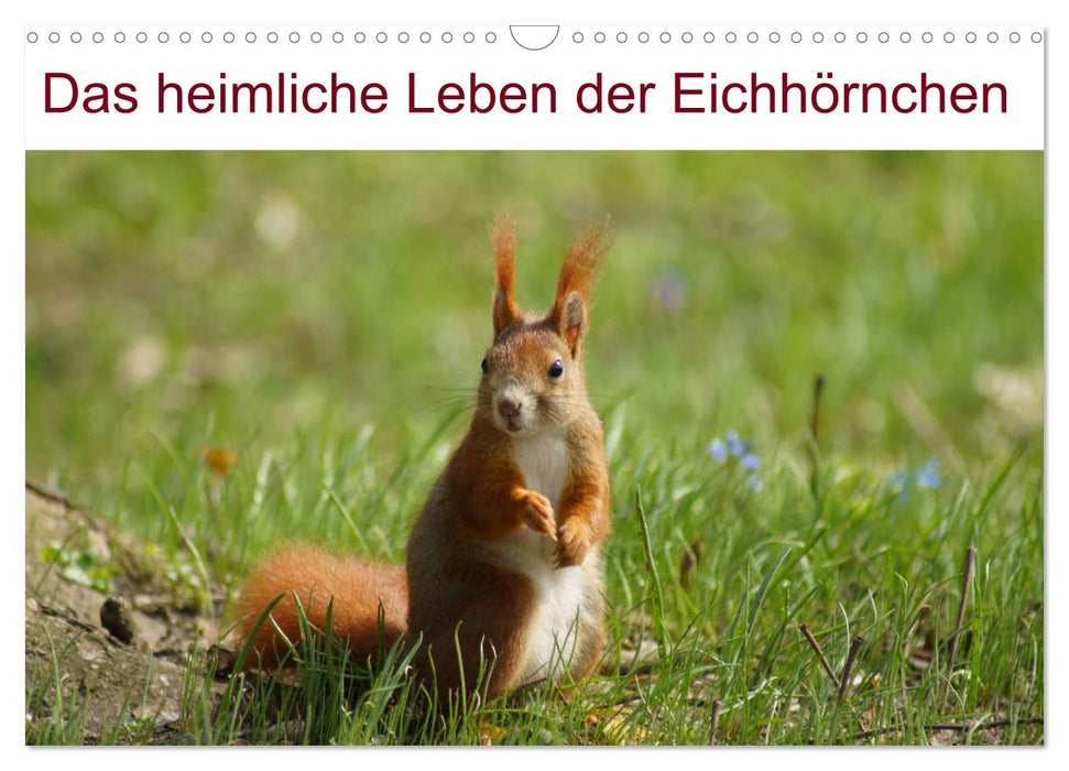 Das heimliche Leben der Eichhörnchen (CALVENDO Wandkalender 2025)