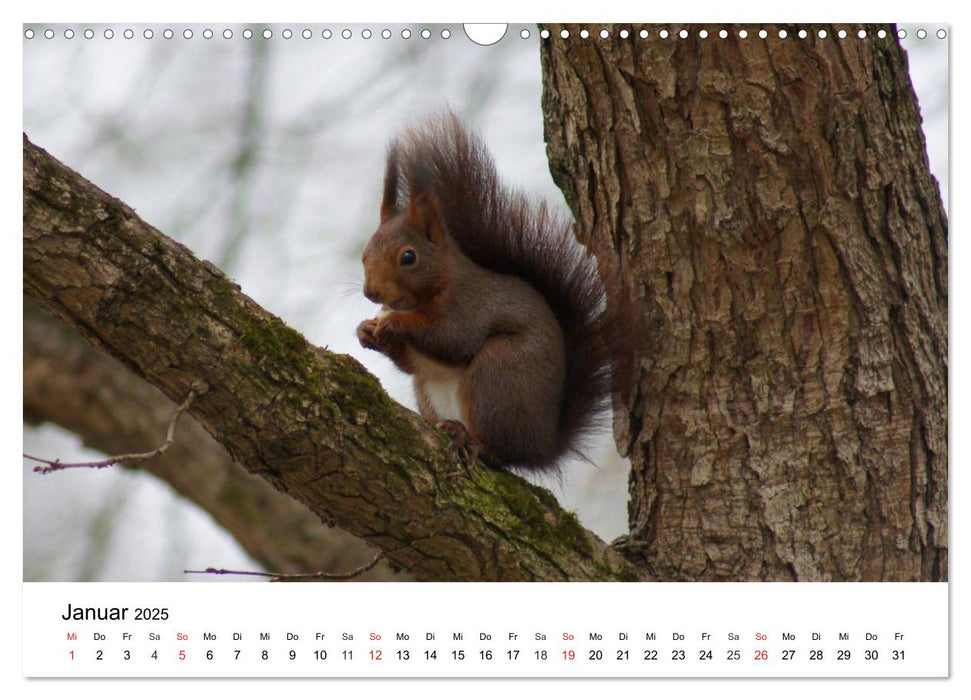 Das heimliche Leben der Eichhörnchen (CALVENDO Wandkalender 2025)