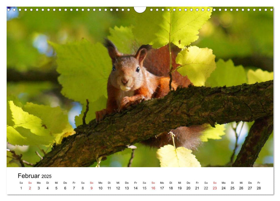 Das heimliche Leben der Eichhörnchen (CALVENDO Wandkalender 2025)