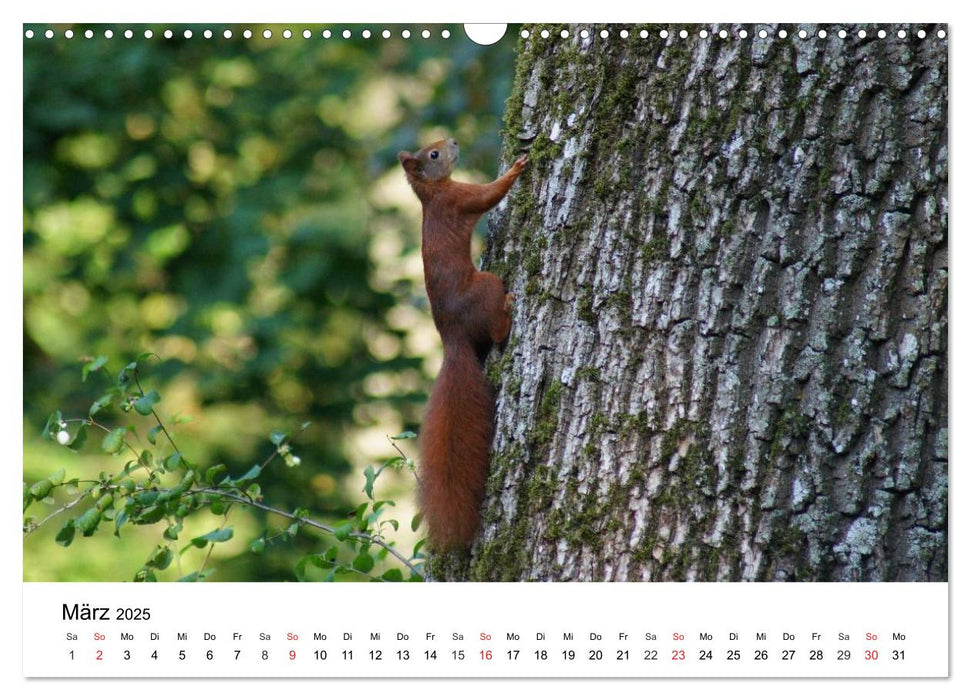 Das heimliche Leben der Eichhörnchen (CALVENDO Wandkalender 2025)