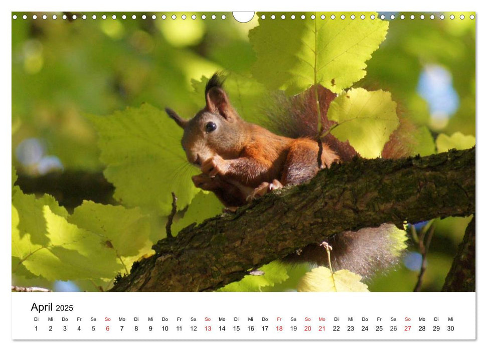 Das heimliche Leben der Eichhörnchen (CALVENDO Wandkalender 2025)