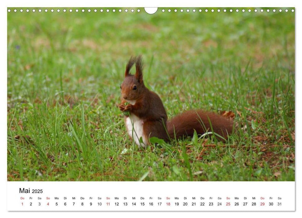 Das heimliche Leben der Eichhörnchen (CALVENDO Wandkalender 2025)