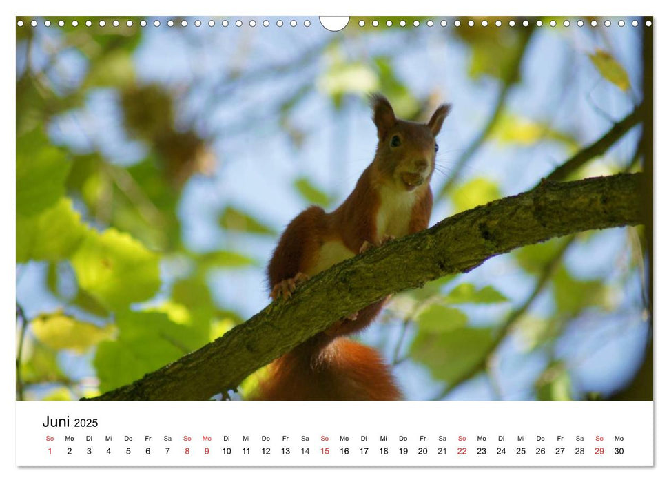 Das heimliche Leben der Eichhörnchen (CALVENDO Wandkalender 2025)