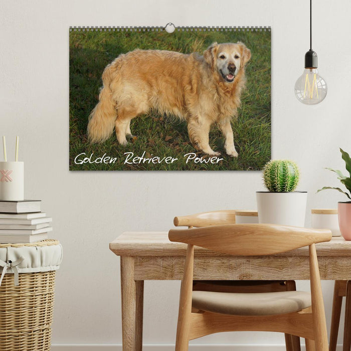 Golden Retriever Power (CALVENDO Wandkalender 2025)