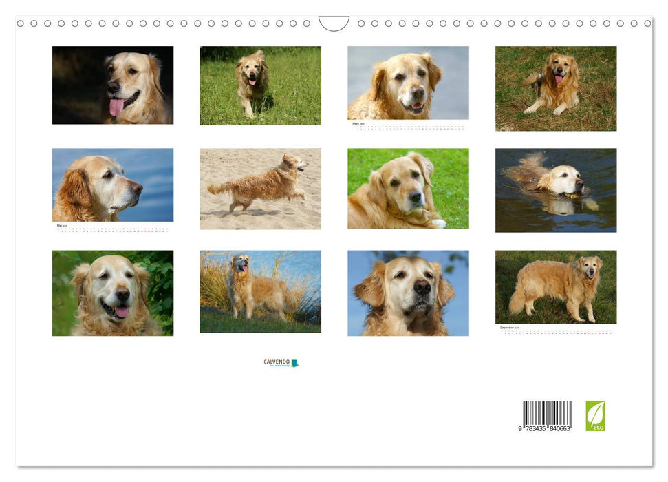 Golden Retriever Power (CALVENDO Wandkalender 2025)