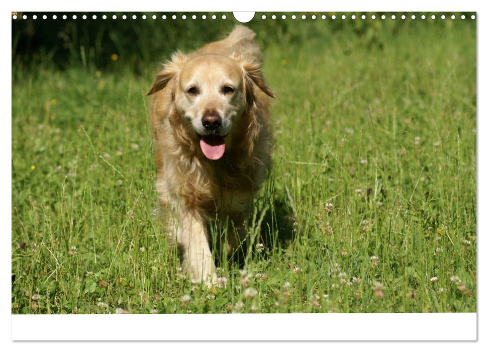 Golden Retriever Power (CALVENDO Wandkalender 2025)