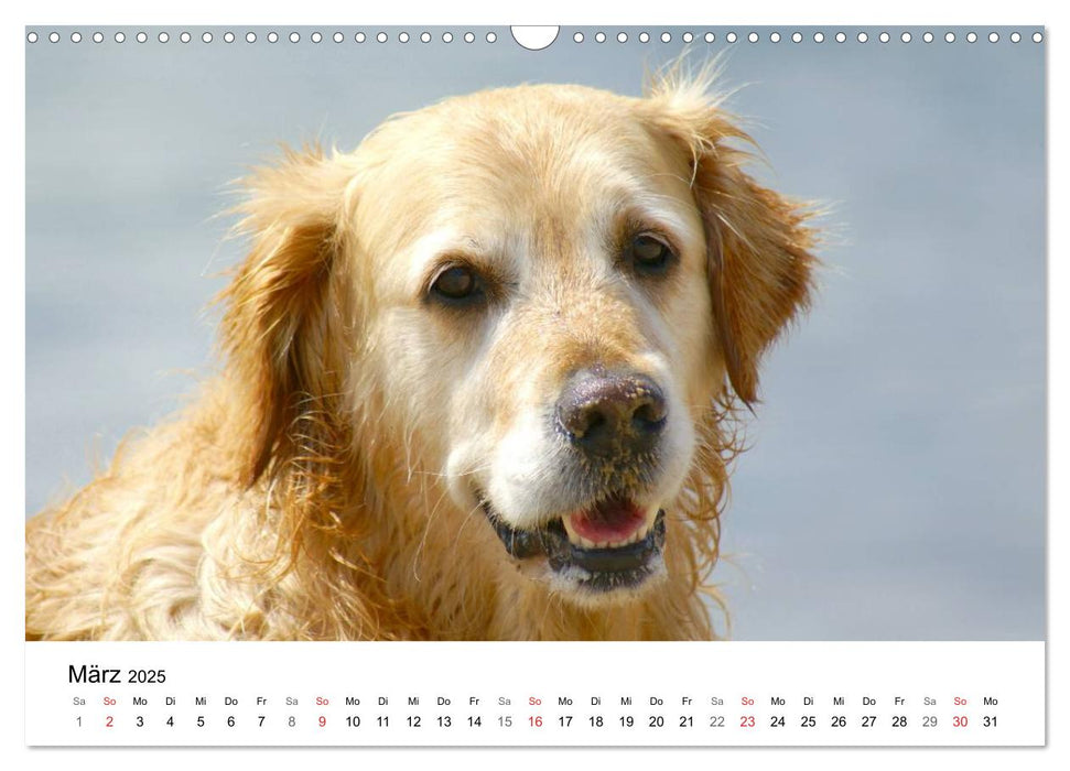 Golden Retriever Power (CALVENDO Wandkalender 2025)