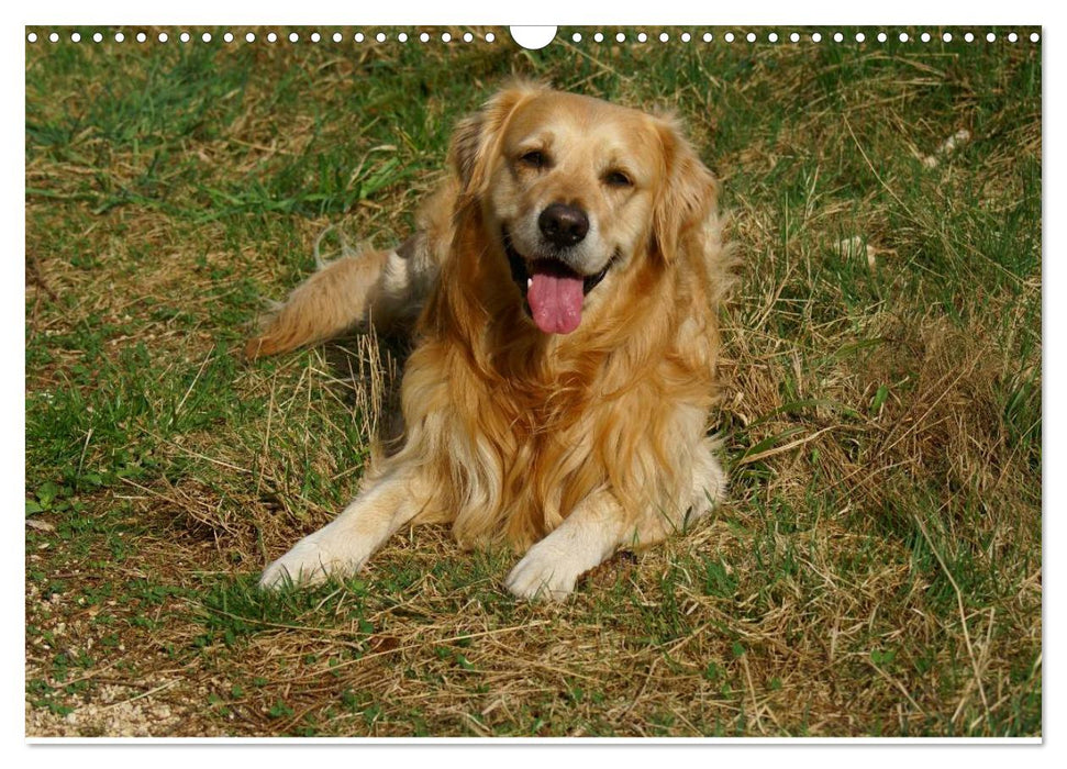 Golden Retriever Power (CALVENDO Wandkalender 2025)