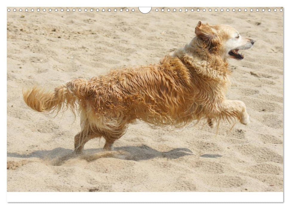 Golden Retriever Power (CALVENDO Wandkalender 2025)