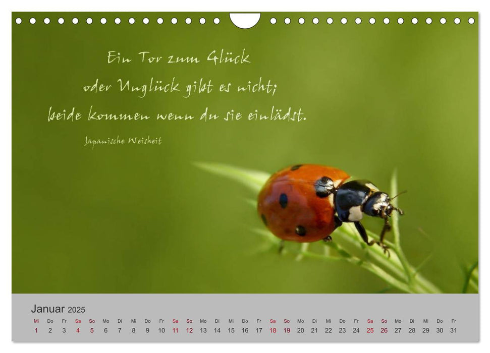 Die Freude und das Lächeln sind der Sommer des Lebens. (CALVENDO Wandkalender 2025)