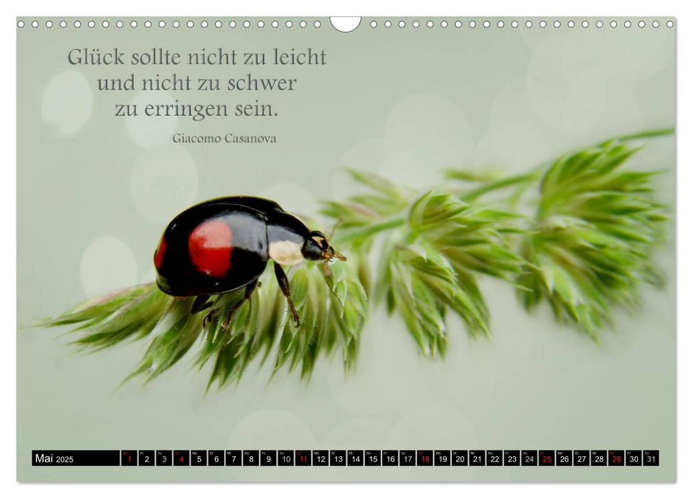 Das kleine, große Glück (CALVENDO Wandkalender 2025)