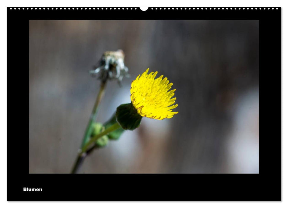 Blumen (CALVENDO Wandkalender 2025)