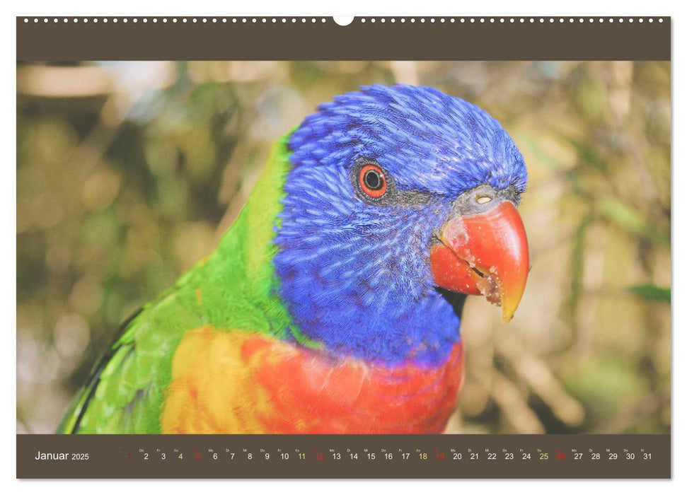 Australiens Tierwelt - Auge in Auge (CALVENDO Wandkalender 2025)