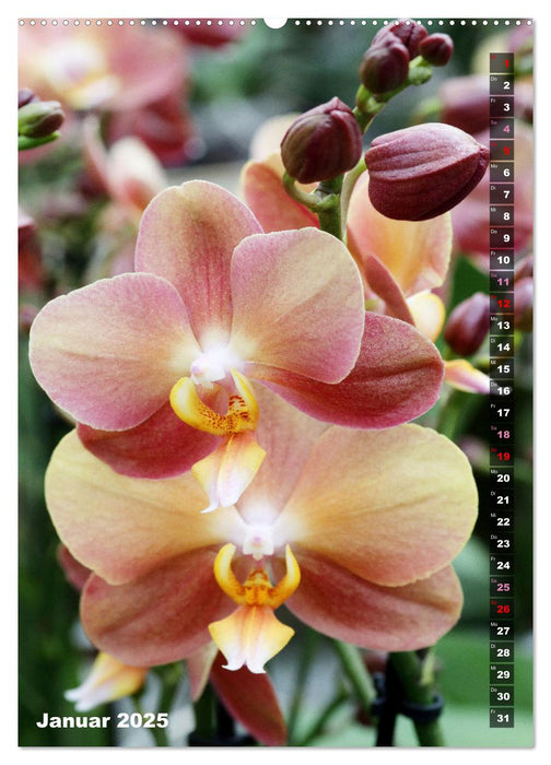 Phalaenopsis - Schöne Schmetterlingsorchideen (CALVENDO Wandkalender 2025)