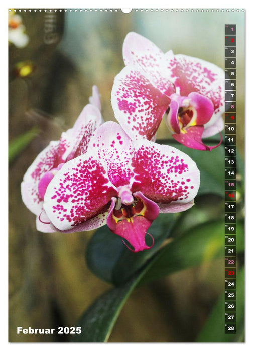 Phalaenopsis - Schöne Schmetterlingsorchideen (CALVENDO Wandkalender 2025)