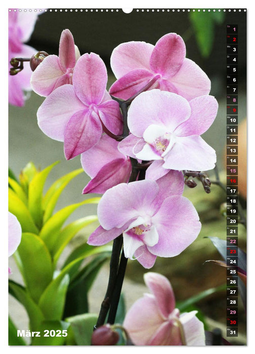 Phalaenopsis - Schöne Schmetterlingsorchideen (CALVENDO Wandkalender 2025)