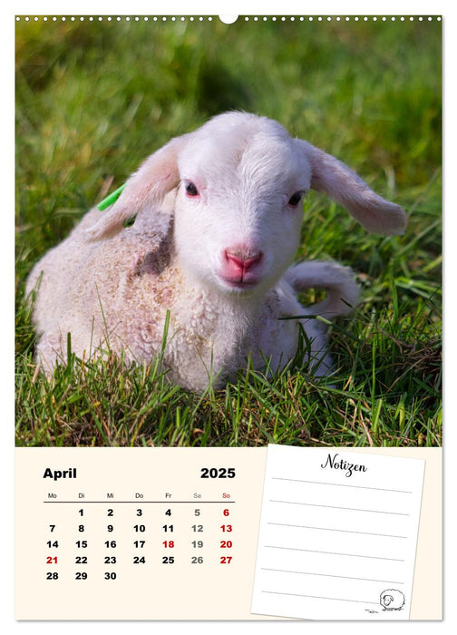 Lämmerglück (CALVENDO Wandkalender 2025)