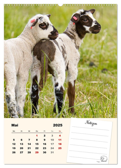 Lämmerglück (CALVENDO Premium Wandkalender 2025)