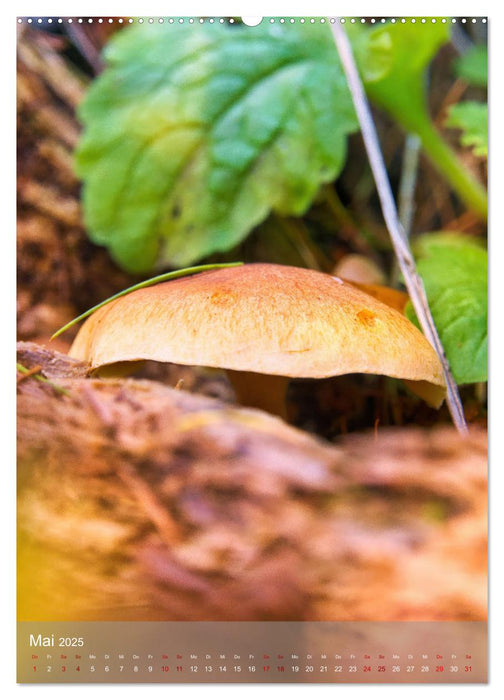 Pilze im Licht (CALVENDO Wandkalender 2025)