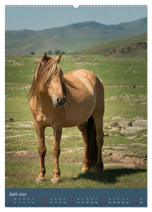 Mongolei - Mensch, Natur und Religion im Einklang (CALVENDO Wandkalender 2025)