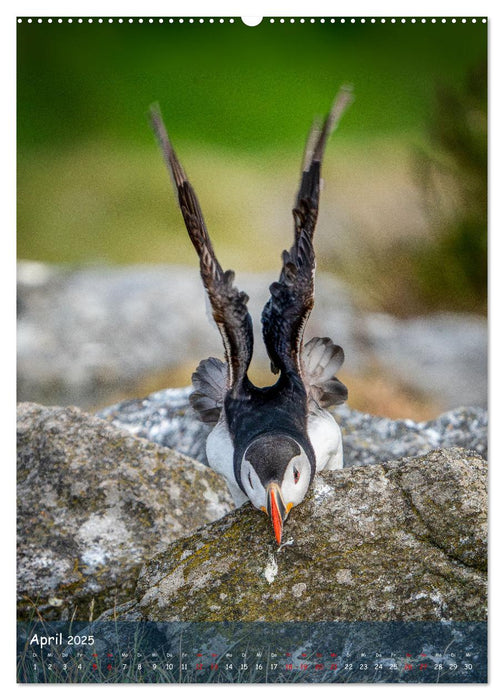 Naturerlebnis Puffin (CALVENDO Wandkalender 2025)