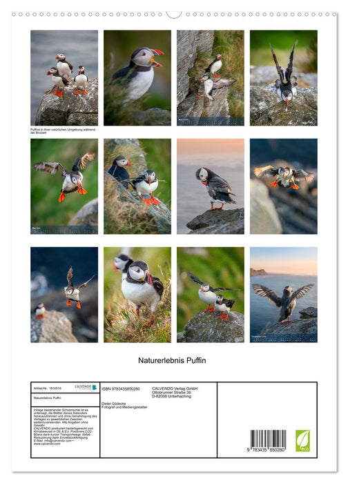 Naturerlebnis Puffin (CALVENDO Premium Wandkalender 2025)