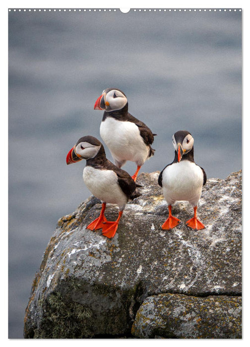 Naturerlebnis Puffin (CALVENDO Premium Wandkalender 2025)